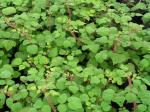 Vinhallon, Rubus phoenicolasius