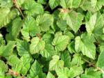 Rubus tricolor - Kryphallon