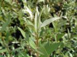 Vitpil Yelverton, Salix alba Yelverton