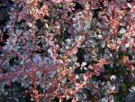 Harlequin-Berberitze, Berberis thunbergii Rose Glow