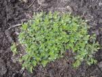 Salix serpyllifolia