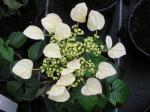 Schizophragma hydrangeoides