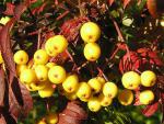 Trädgårdsrönn Golden Wonder, Sorbus arnoldiana Golden Wonder