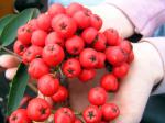 Sötrönn, Sorbus aucuparia Edulis