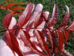 Ullungrönn, Sorbus Dodong