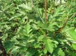 Sorbus intermedia - Nordische Mehlbeere