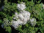 Spiraea japonica Albiflora