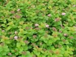 Spiraea densiflora - Amerikansk praktspirea, Rosa björkspirea