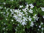 Spiraea thunbergii - Thunbergspirea