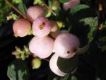 Symphoricarpos doorenbosii Taiga