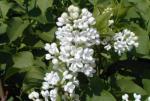 Vit bondsyren, Syringa vulgaris Alba