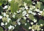 Japansk Snöbollsbuske, Japanskt olvon, Viburnum plicatum Mariesii
