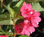 Weigela Eva Rathke - Weigelie Eva Rathke