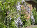 Blåregn, Wisteria sinensis