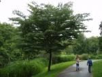 Japansk zelkova, Zelkova serrata