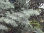 Abies concolor