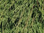 Chamaecyparis pisifera Filifera Nana