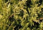 Trådcypress, Chamaecyparis pisifera Plumosa Aurea