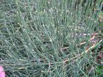 Ephedra gerardiana var. sikkimensis