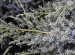 Juniperus chinensis Blue Alps