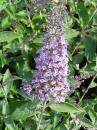 Buddleja Ellens Blue
