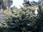 Kinesisk en Hetzii, Juniperus media Hetzii