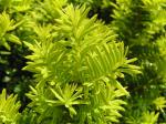 Gul idegran Washingtonii, Taxus baccata Washingtonii
