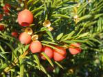 Taxus media Hicksii