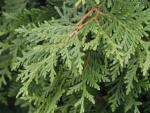 Thuja occidentalis Brabant - Säulen-Lebensbaum Brabant