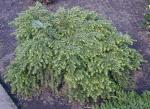 Dvärghemlock, Tsuga canadensis Nana