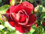 Rotblühende Rose Lilli Marleen