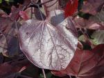 Rotes Blatt des Roten Judasbaumes