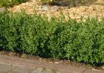 Buxus sempervirens arborescens - Buchsbaum