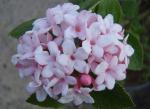 Luktolvon, Viburnum carlesii