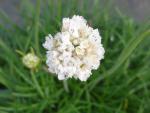 Strandtrift Alba, Armeria maritima Alba