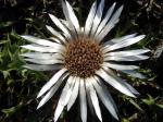 .Carlina acaulis