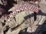 Höstsilverax Brunette, Actaea simplex Brunette, Cimicifuga ramosa Brunette