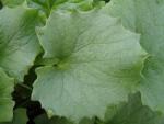.Doronicum orientale Little Leo