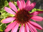 .Echinacea purpurea