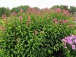 Fläckflockel Riesenschirm, Eutrochium maculatum Riesenschirm, Eupatorium fistulosum Riesenschirm
