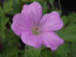 Blüte des Pyrenäen-Storchschnabels