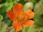 .Geum coccineum Borisii - Nelkenwurz, Garten-Nelkenwurz