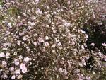 Rosa Teppich-Schleierkraut in Blüte