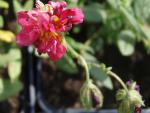.Helianthemum Rubin