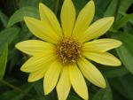 .Helianthus microcephalus Lemon Queen