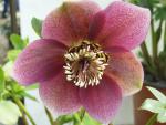 .Helleborus orientalis rot blühend - Nieswurz, Frühlings-Nieswurz