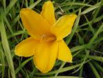 .Hemerocallis Aten