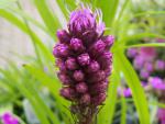 .Liatris spicata Kobold