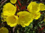 .Oenothera tetragona Sonnenwende - Nachtkerze, Bronzeblatt-Nachtkerze Sonnenwende