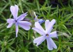 .Phlox subulata G. F. Wilson